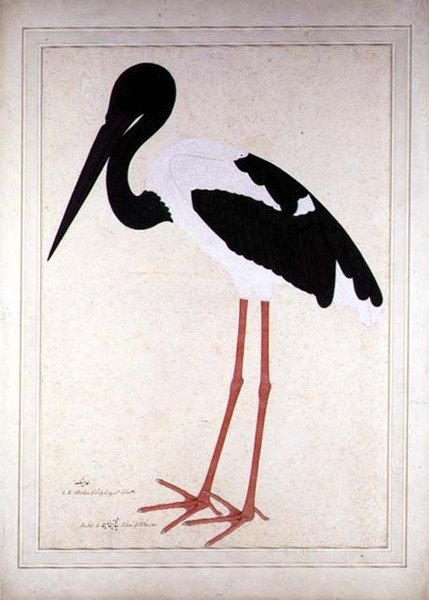 Feketenyakú gólya, Xenorhynchus Asiaticus, Lady Impey számára festve Kalkuttában alkotó: Shaikh Zain ud Din (fl.1777 83)