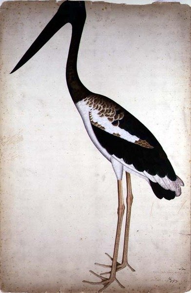 Feketenyakú gólya, Xenorhynchus Asiaticus, festett Lady Impey számára Kalkuttában, 1780 körül (guache papíron) alkotó: Shaikh Zain ud Din (fl.1777 83)