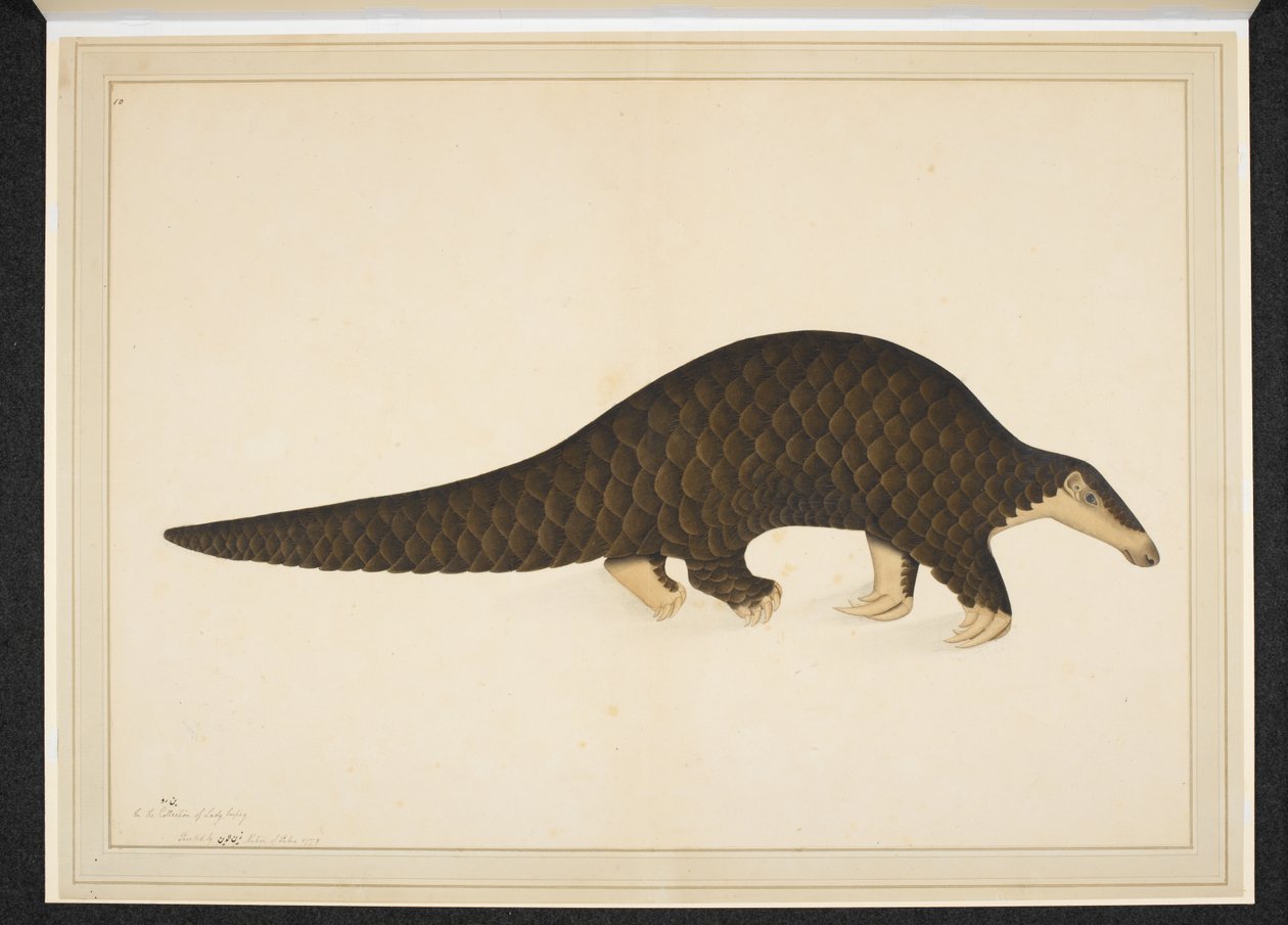 Adjuk hozzá a havat. Vagy. 4667, Pangolin vagy pikkelyes hangyász alkotó: Shaikh Zain ud Din (fl.1777 83)