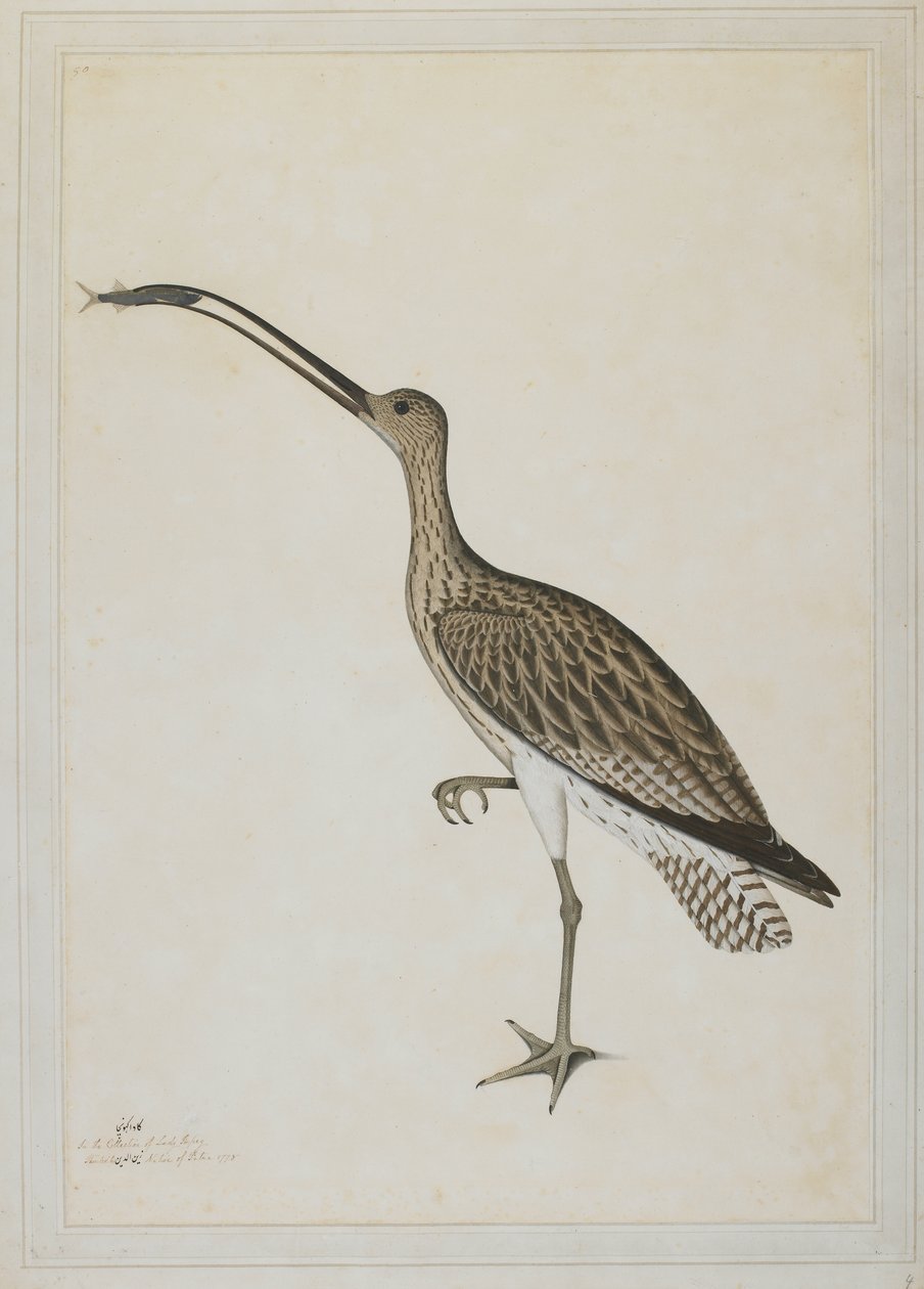 Keleti göndör felfal egy sárbírót alkotó: Shaikh Zain ud Din (fl.1777 83)