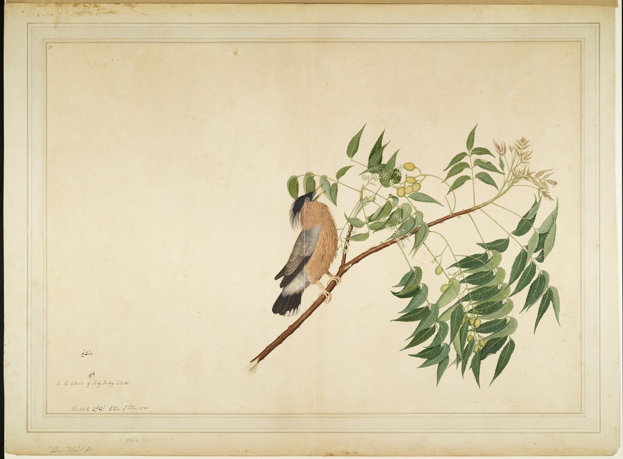 Brahminy Starling a Neem Tree Branch-on, fólió a Lady Impey által megrendelt sorozatból, 1780 alkotó: Shaikh Zain ud Din