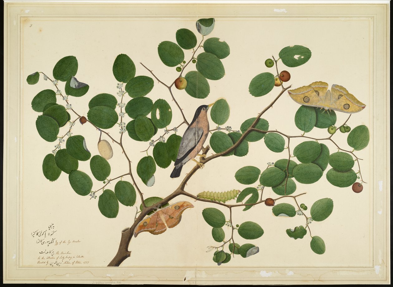 Brahminy Starling két antheraea lepkével, hernyóval és gubóval az indiai jujube fán, fólió a Lady Impey által megrendelt sorozatból, 1777 alkotó: Shaikh Zain ud Din