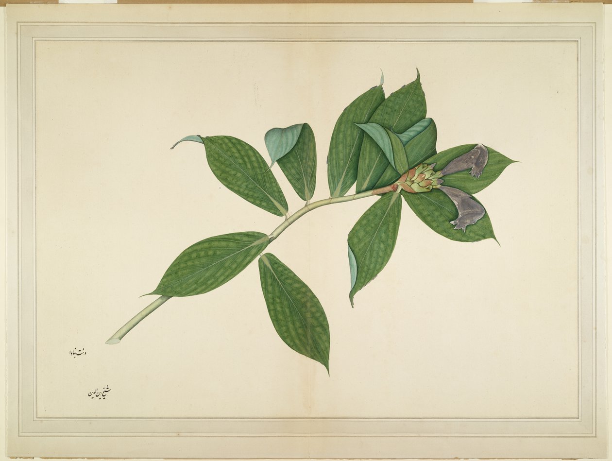 Crepe Ginger Plant, fólió egy sorozatból, Lady Impey megbízásából, 1780 körül alkotó: Shaikh Zain ud Din