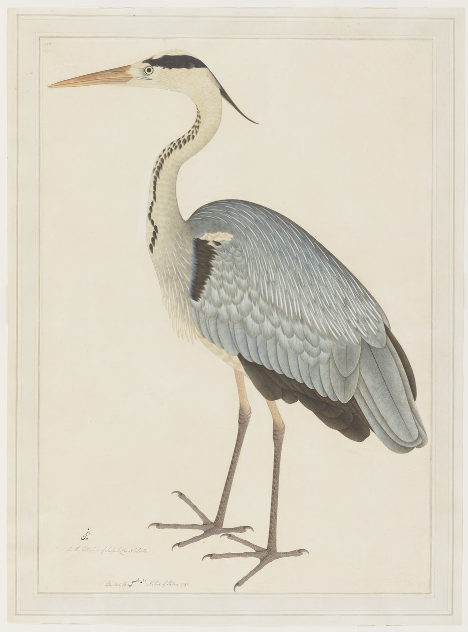 Gray Heron, fólió egy sorozatból, Lady Impey megbízásából, 1780-82 körül alkotó: Shaikh Zain ud Din