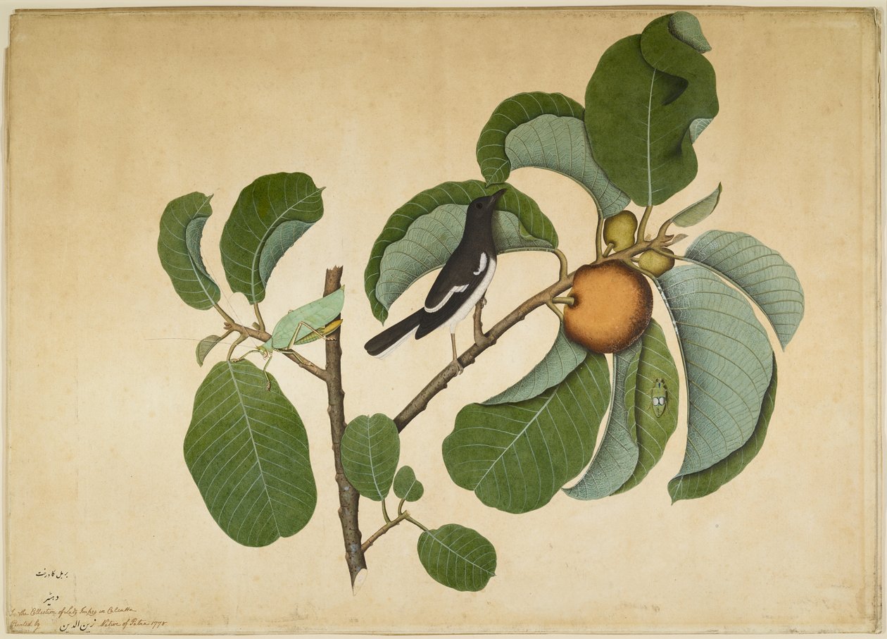 Keleti szarka Robin Katydiddal és Leaf Hopperrel a Monkey Jack Branch-en, fólió a Lady Impey által megrendelt sorozatból, 1778 alkotó: Shaikh Zain ud Din