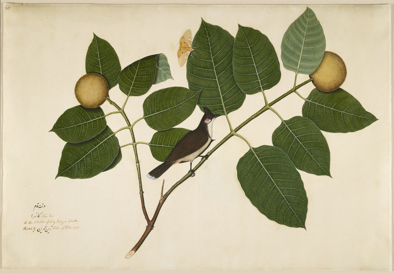 Piros bajuszú Bulbul és Aganais Ficus Moth a Kadamba ágon, fólió a Lady Impey által megrendelt sorozatból, 1777 alkotó: Shaikh Zain ud Din