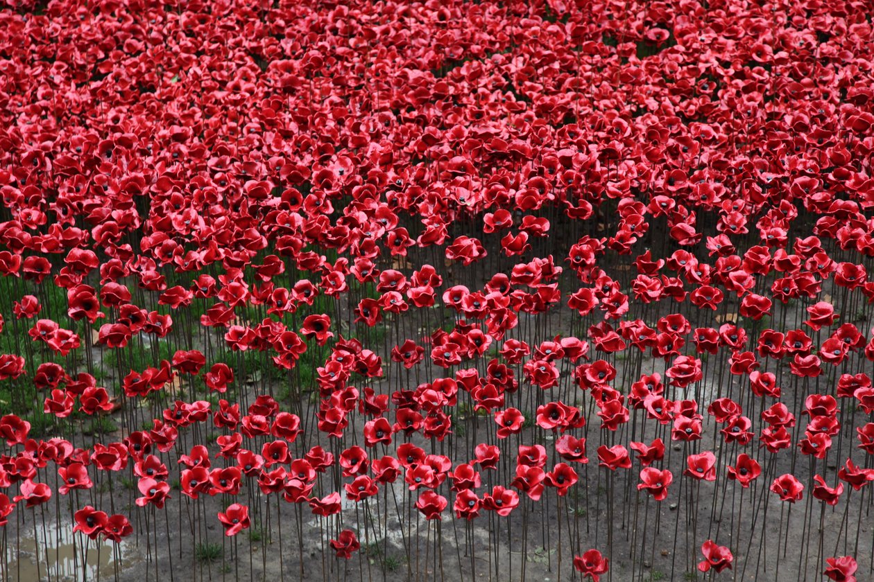 Blood Swept Lands and Seas of Red, Tower of London, 2014. alkotó: Sheldon Marshall