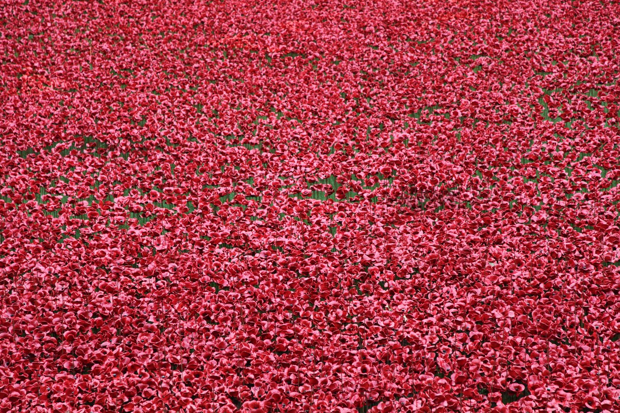 Blood Swept Lands and Seas of Red, Tower of London, 2014. alkotó: Sheldon Marshall