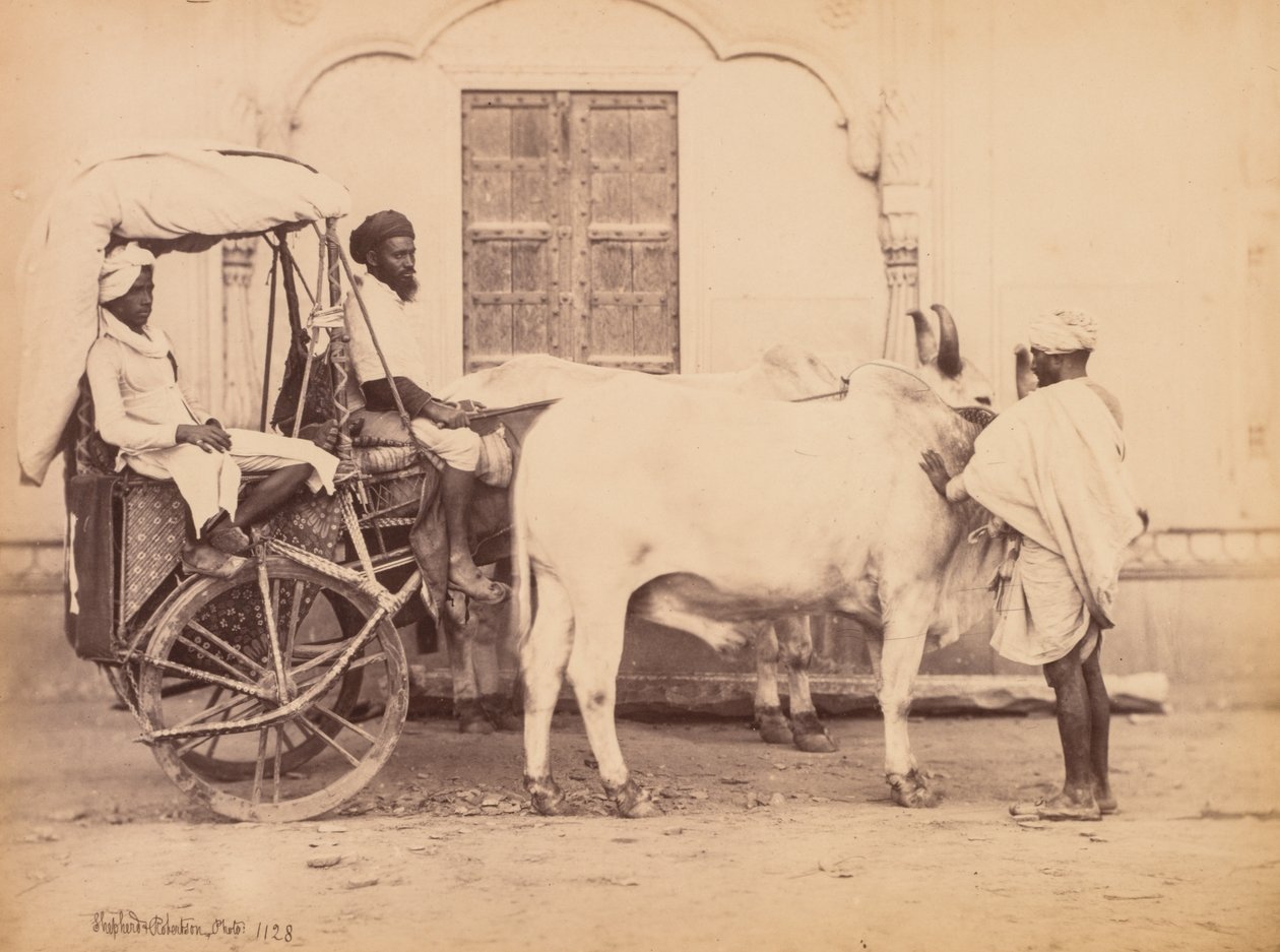 Bullock Cart, Delhi, 1863. alkotó: Shepherd and Robertson