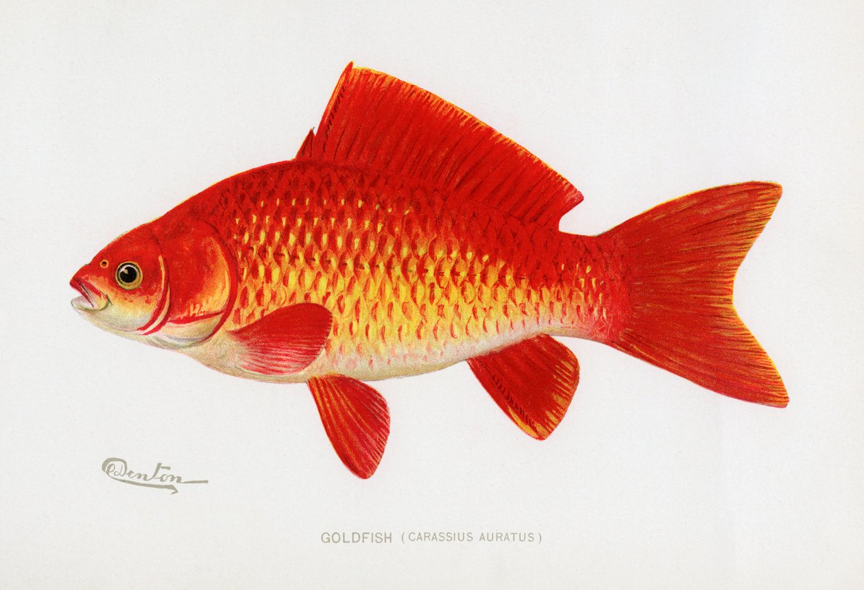 Aranyhal (Carassius auratus) alkotó: Sherman Foote Denton