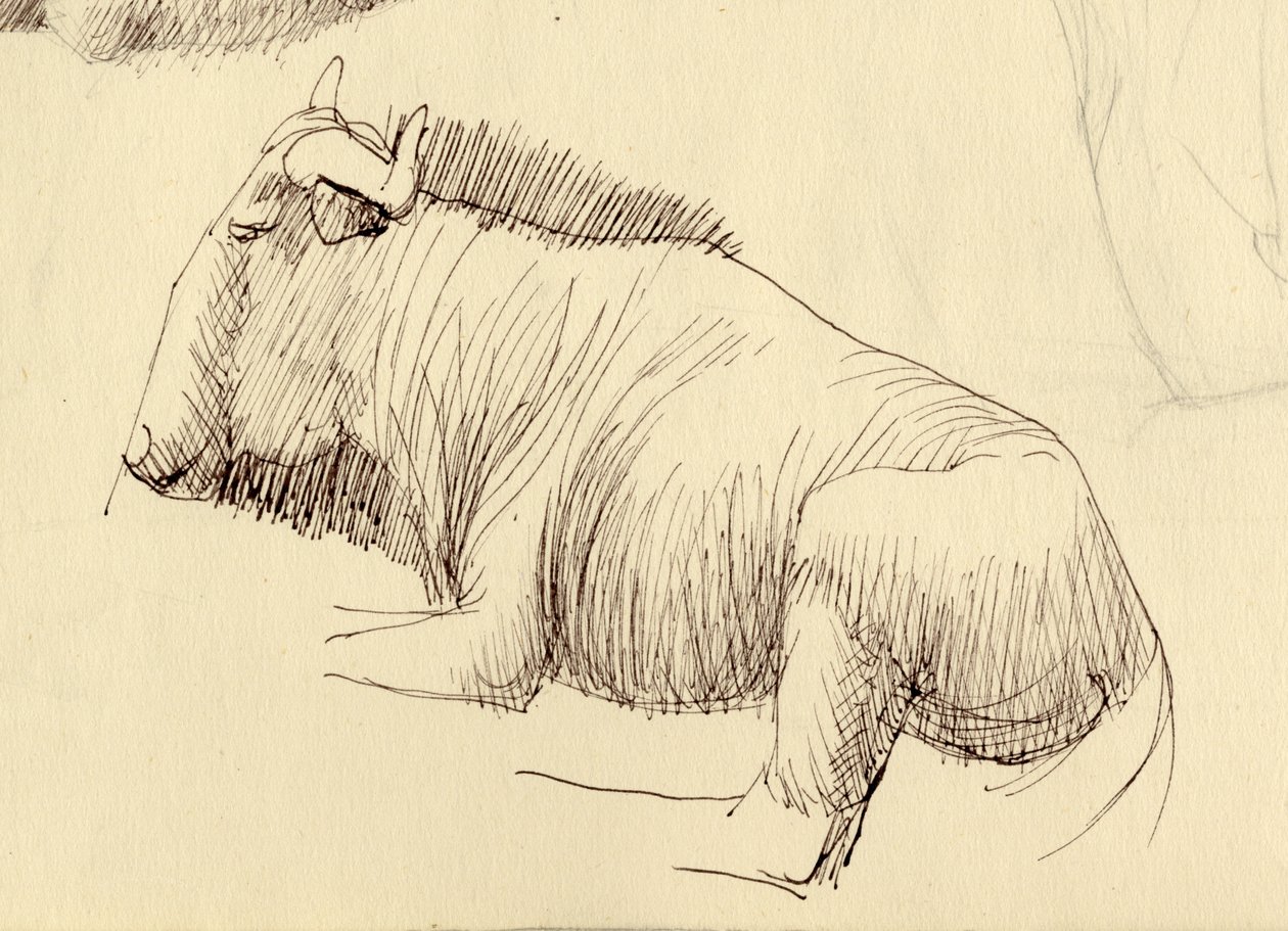 Gnu, 1951. alkotó: Shirley Markham