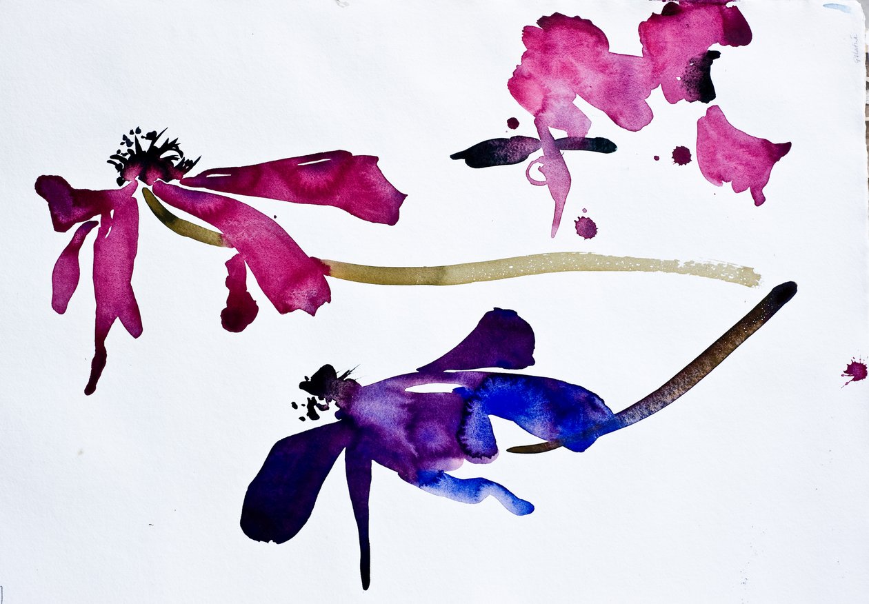Anemones (akvarell, papír) alkotó: Simon Fletcher