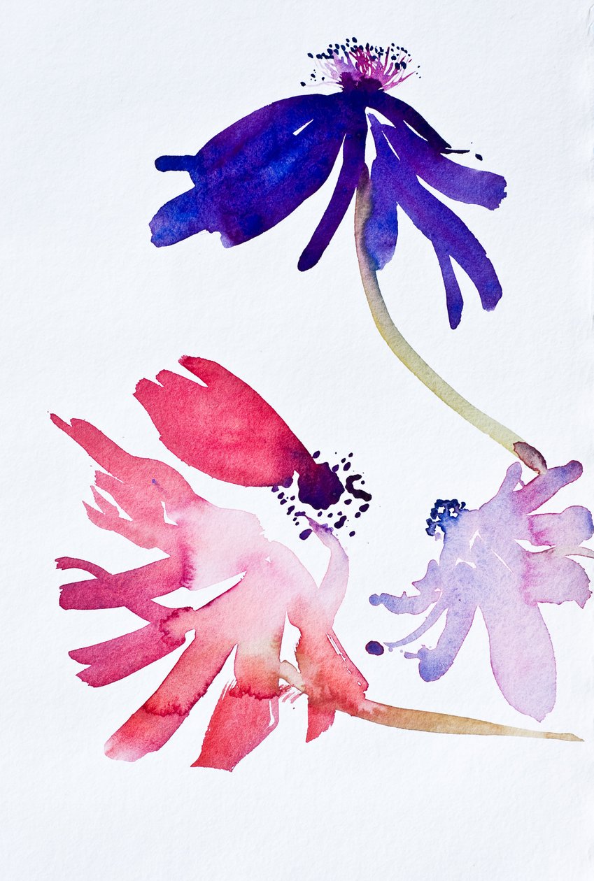 Anemones II, 2010 (akvarell) alkotó: Simon Fletcher