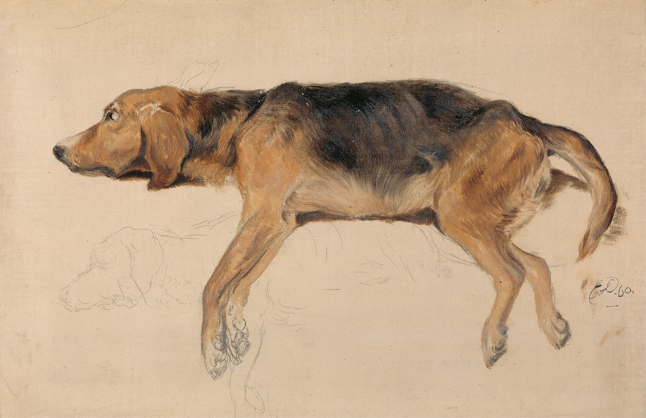 Tanulmány egy fekvő kutyáról alkotó: Sir Edwin Henry Landseer