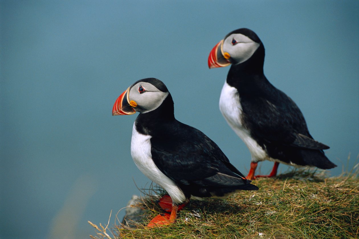 Izland, Ingolfshofdi, Pár atlanti puffin a fűvel borított sziklán, 2022 (fotó) alkotó: Sisse Brimberg