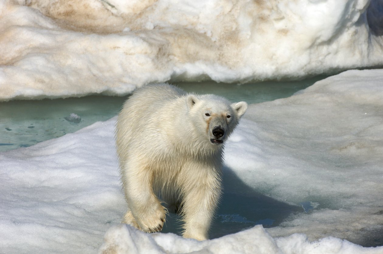 Jegesmedve (Ursus maritimus) sétál egy jégtáblán, Svalbard-szigetek, Norvégia, 2022 (fotó) alkotó: Sisse Brimberg
