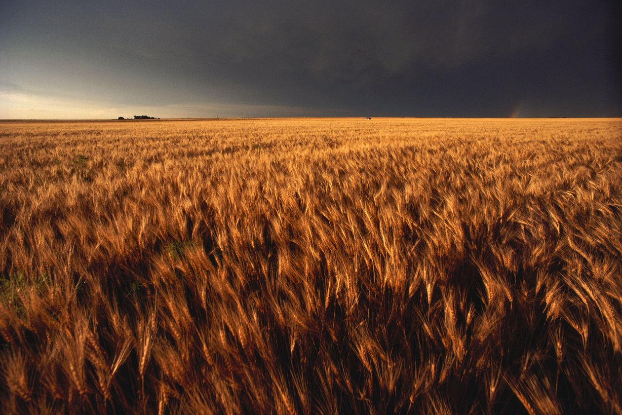 Amerikai Egyesült Államok, Kansas, Summer thunder storm approaches wheat field, 2022 (fénykép) alkotó: Sisse Brimberg