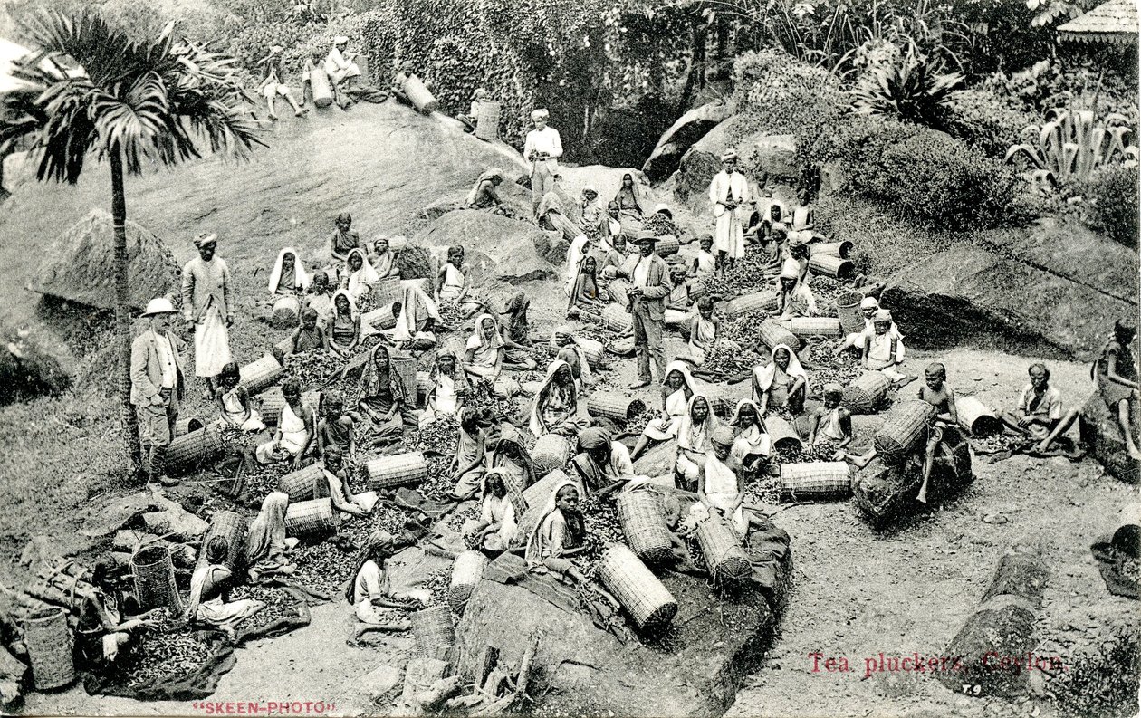 Tea-piszkálók, Ceylon, 1900-1930 körül alkotó: Skeen and Co.