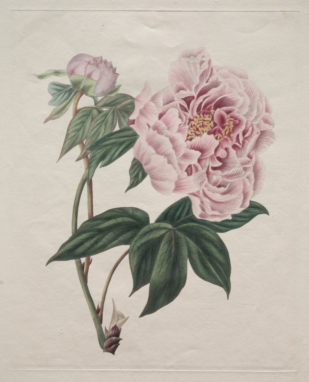 Kínai bazsarózsa (Paeonia suffruticosa) alkotó: Smith