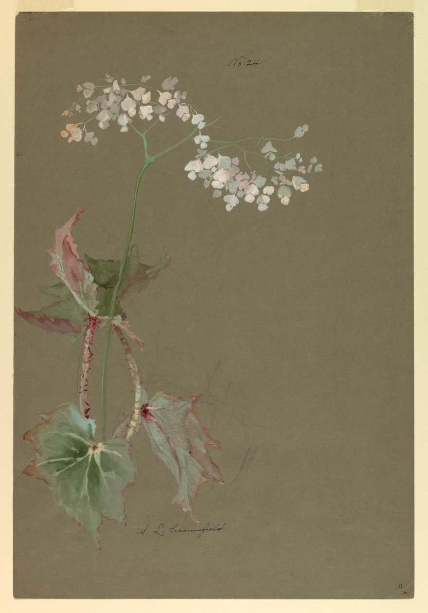 Rajz, tanulmány alkotó: Sophia L. Crownfield