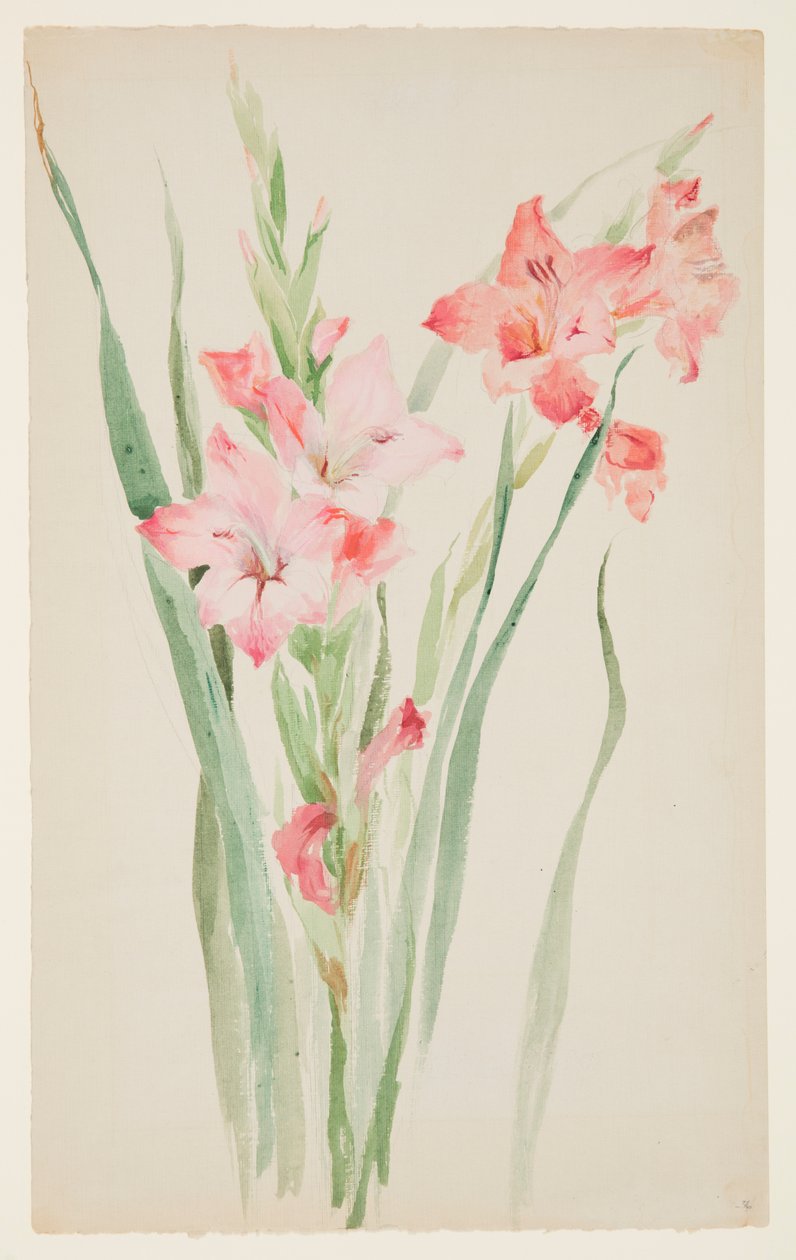 Amarillisz tanulmányozása alkotó: Sophia L. Crownfield