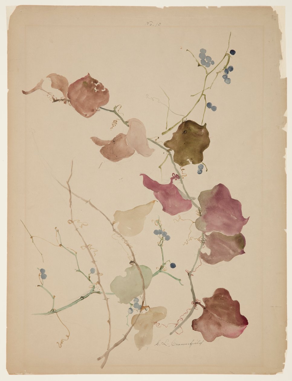 Kék bogyós Clematis szőlő tanulmányozása alkotó: Sophia L. Crownfield