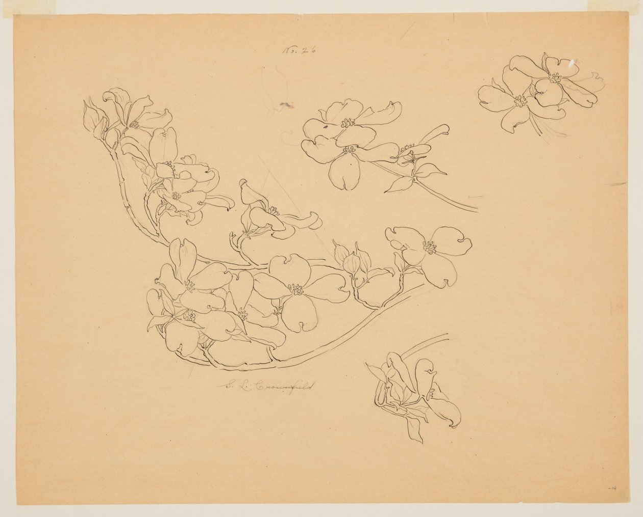 Dogwood tanulmányozása alkotó: Sophia L. Crownfield
