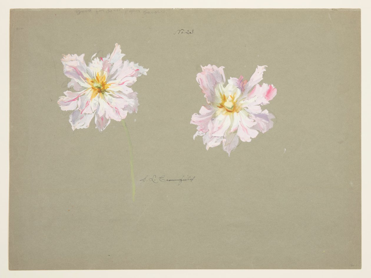 A halvány rózsaszín bazsarózsa tanulmányozása alkotó: Sophia L. Crownfield
