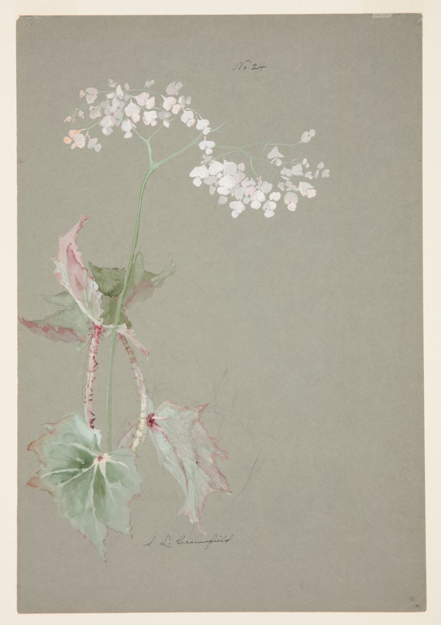 A Pink Begónia tanulmányozása alkotó: Sophia L. Crownfield