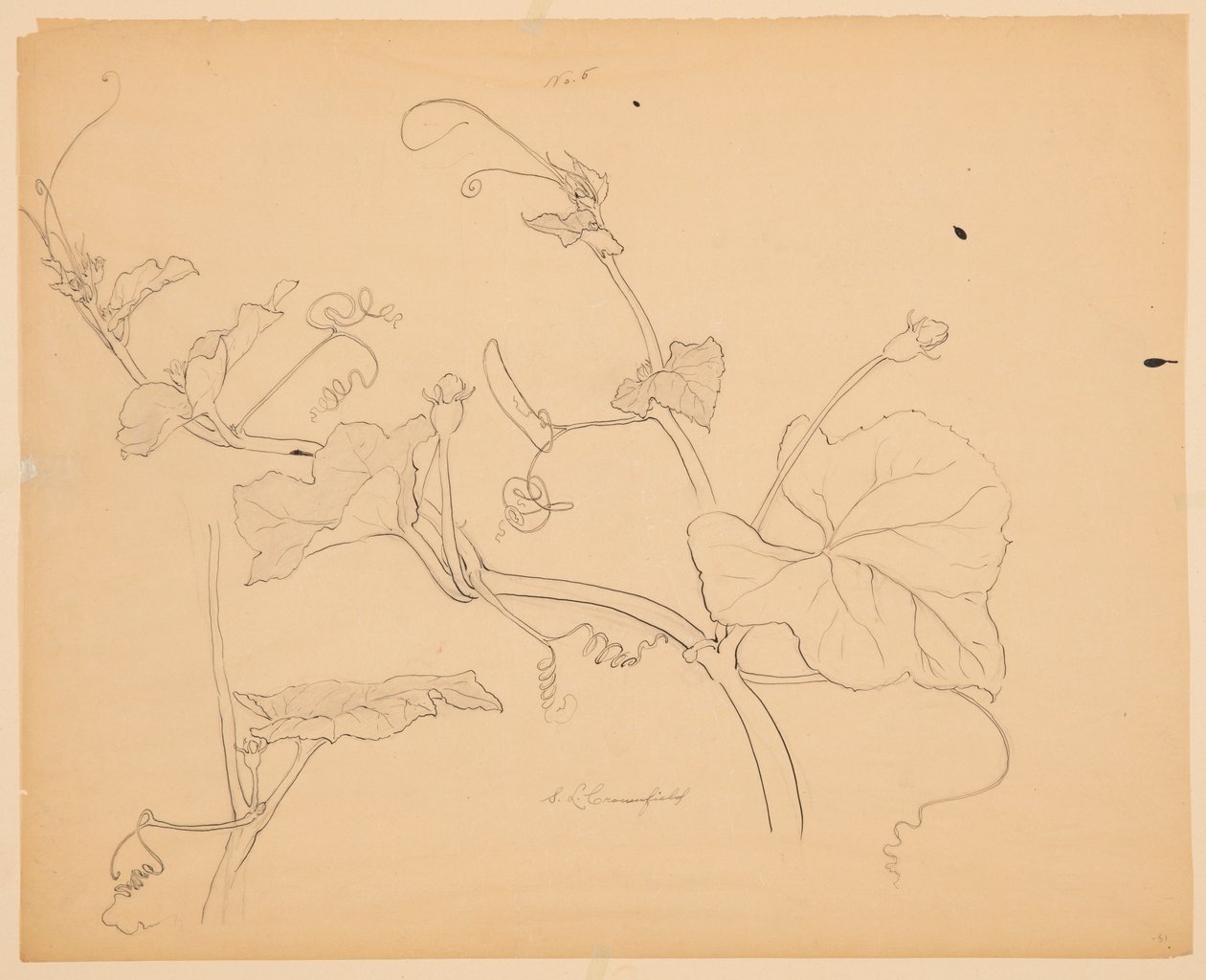 Squash Vines tanulmányozása alkotó: Sophia L. Crownfield