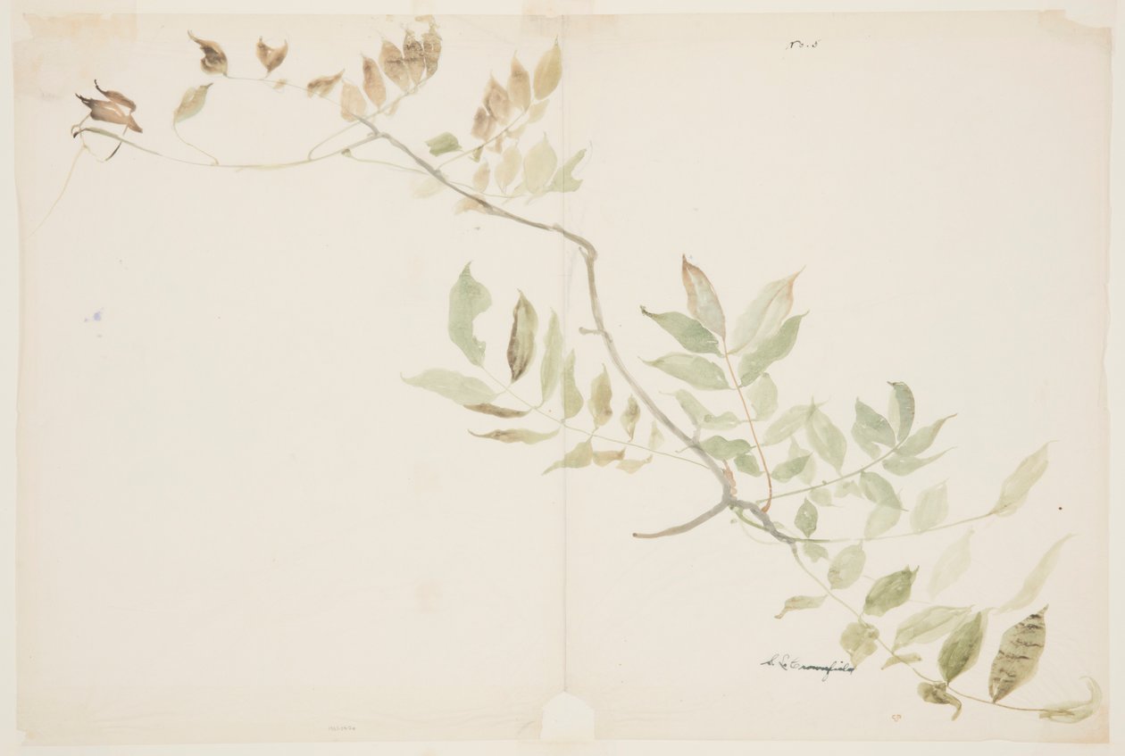 A Wisteria lombozat tanulmányozása alkotó: Sophia L. Crownfield