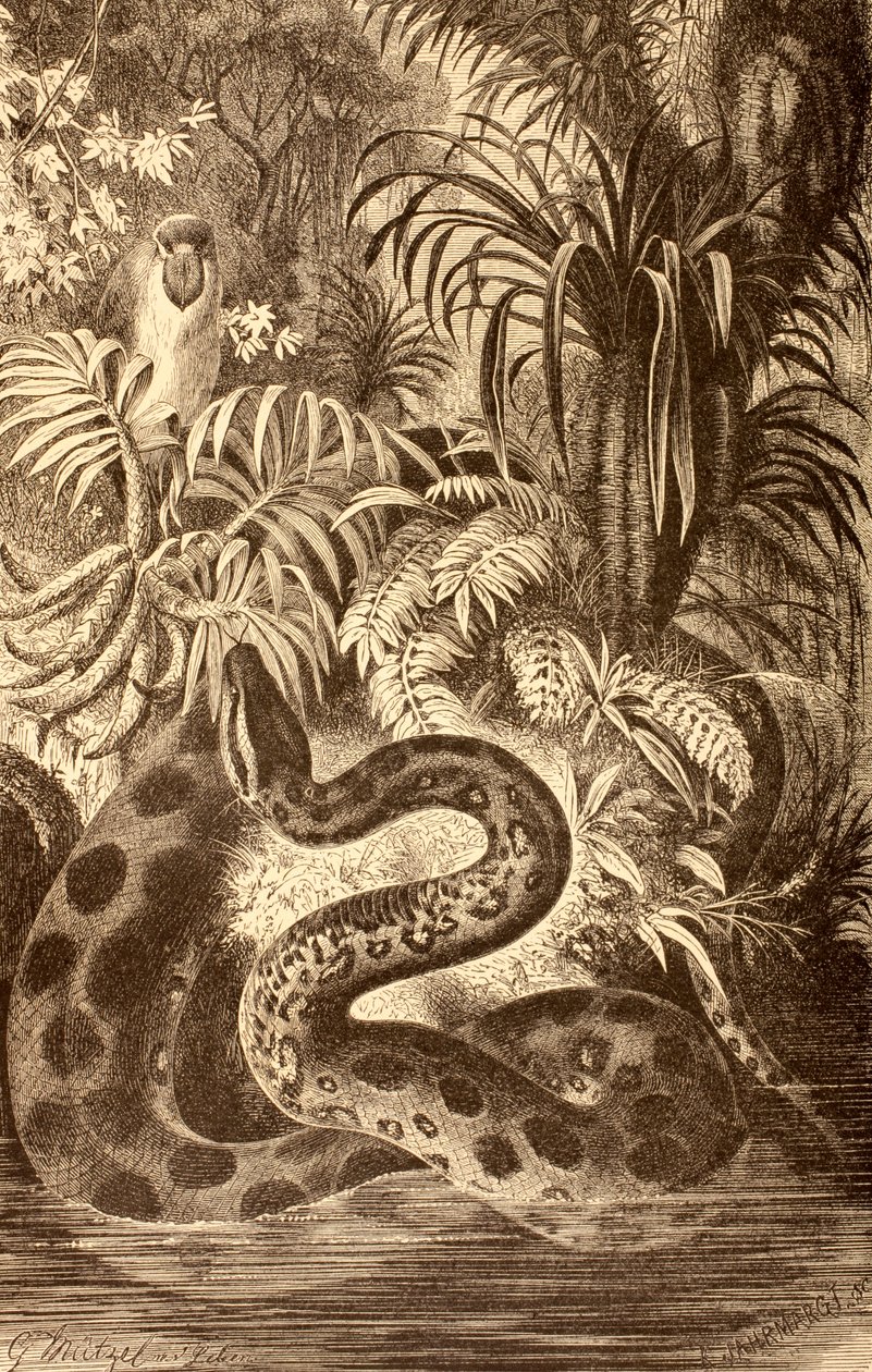 Anaconda zsákmányt keres, a „La Vida de los Animales”-ből, Spanyolországban megjelent 1885 körül alkotó: Spanish School
