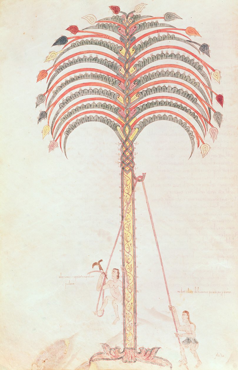 Fol.147v A pálmafa metaforája, a Girona Beatusból alkotó: Spanish School