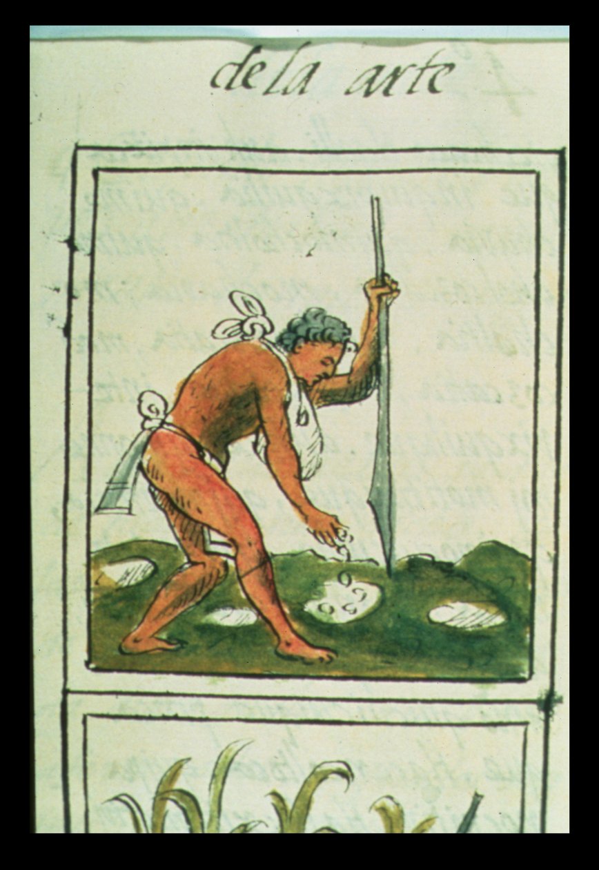 Palat asszony. 218-220 IX. könyv Egy azték ember, aki kukoricát ültet, Bernardino de Sahagun „Firenzei kódexéből”, 1540-85 körül alkotó: Spanish School