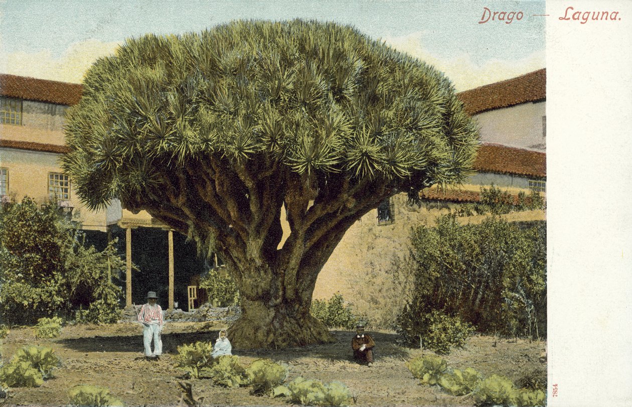 Sárkányfa (színes fotó) alkotó: Spanish Photographer