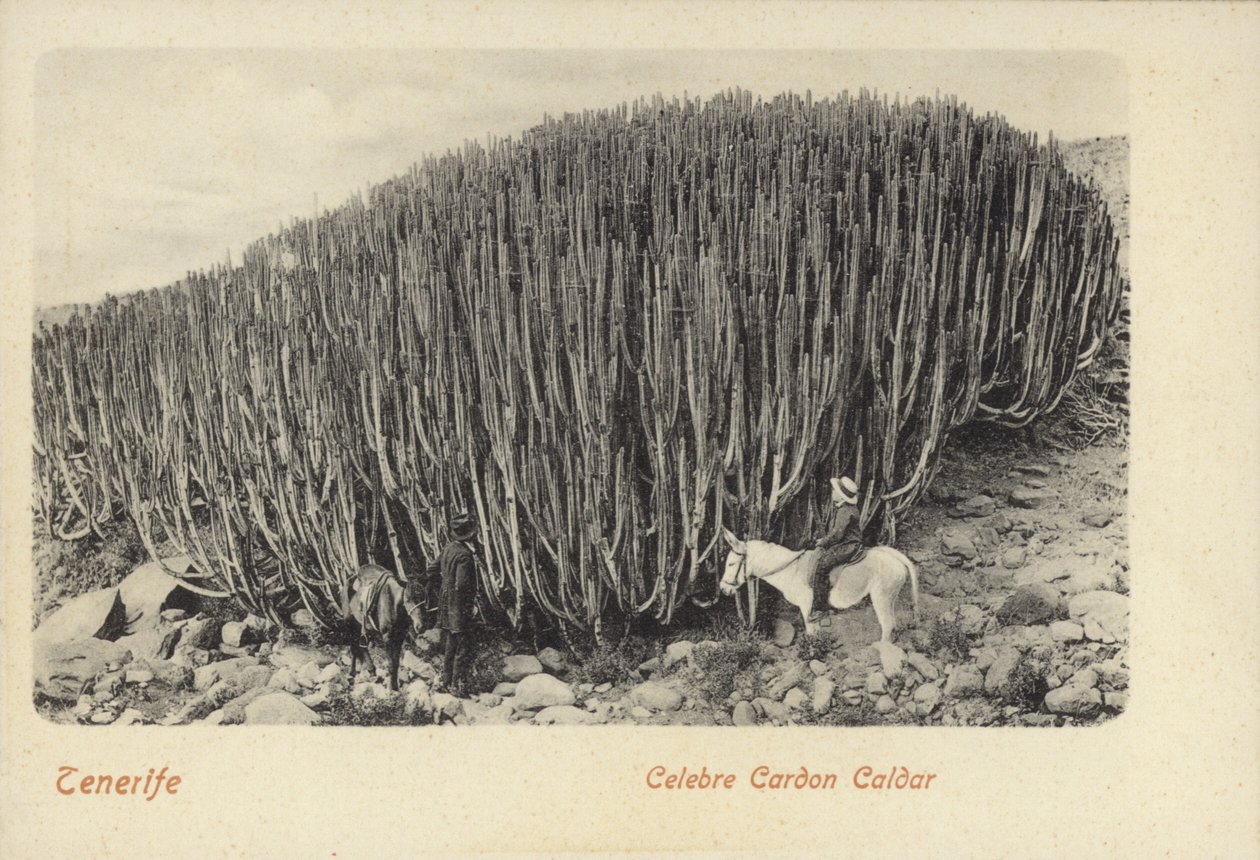 Férfiak a híres kaktuszokat nézegetik Cardonban, Tenerifén (fekete-fehér fotó) alkotó: Spanish Photographer