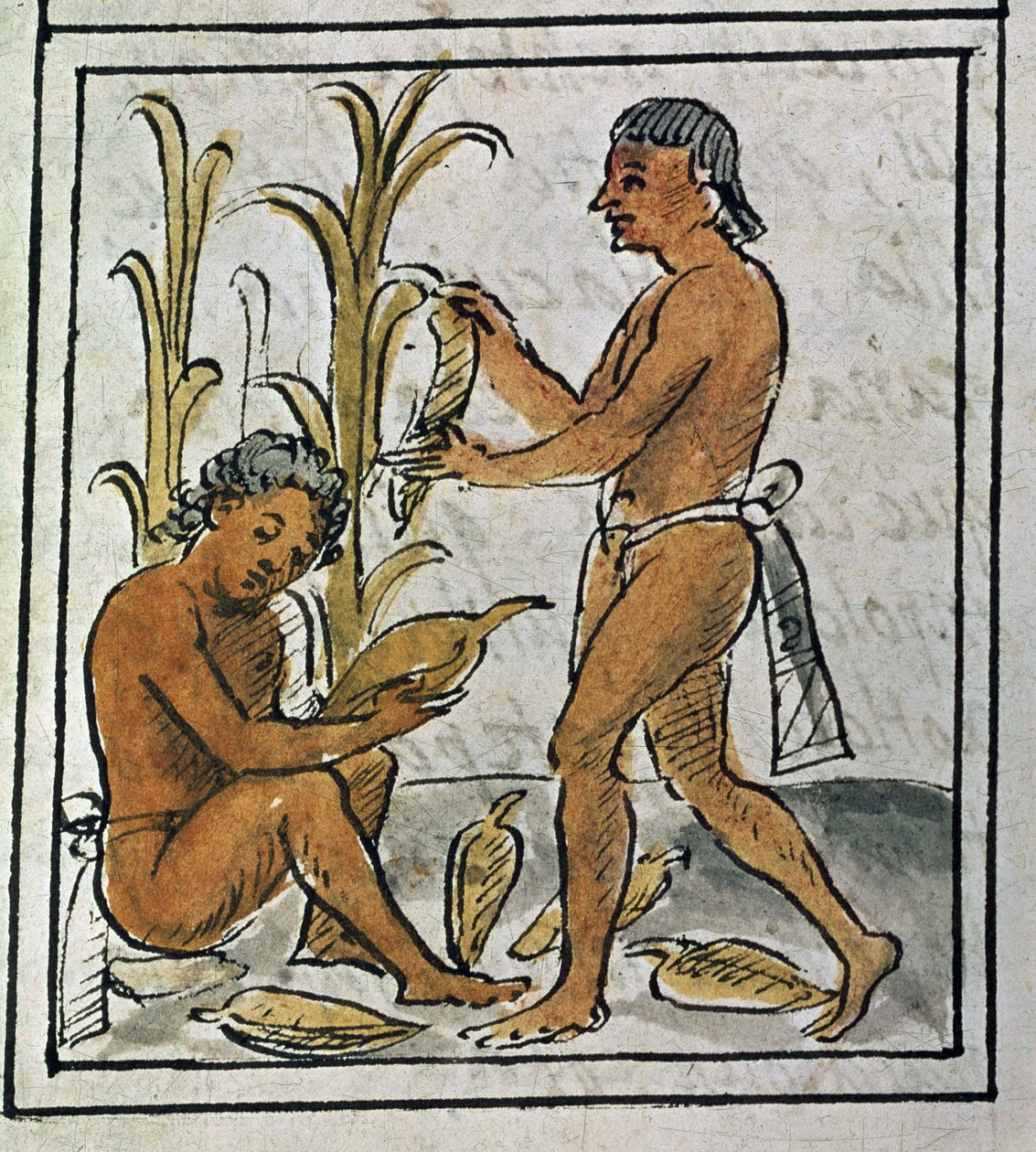 Mexikó meghódításának kódexe: kukoricaszedés alkotó: Spanish School