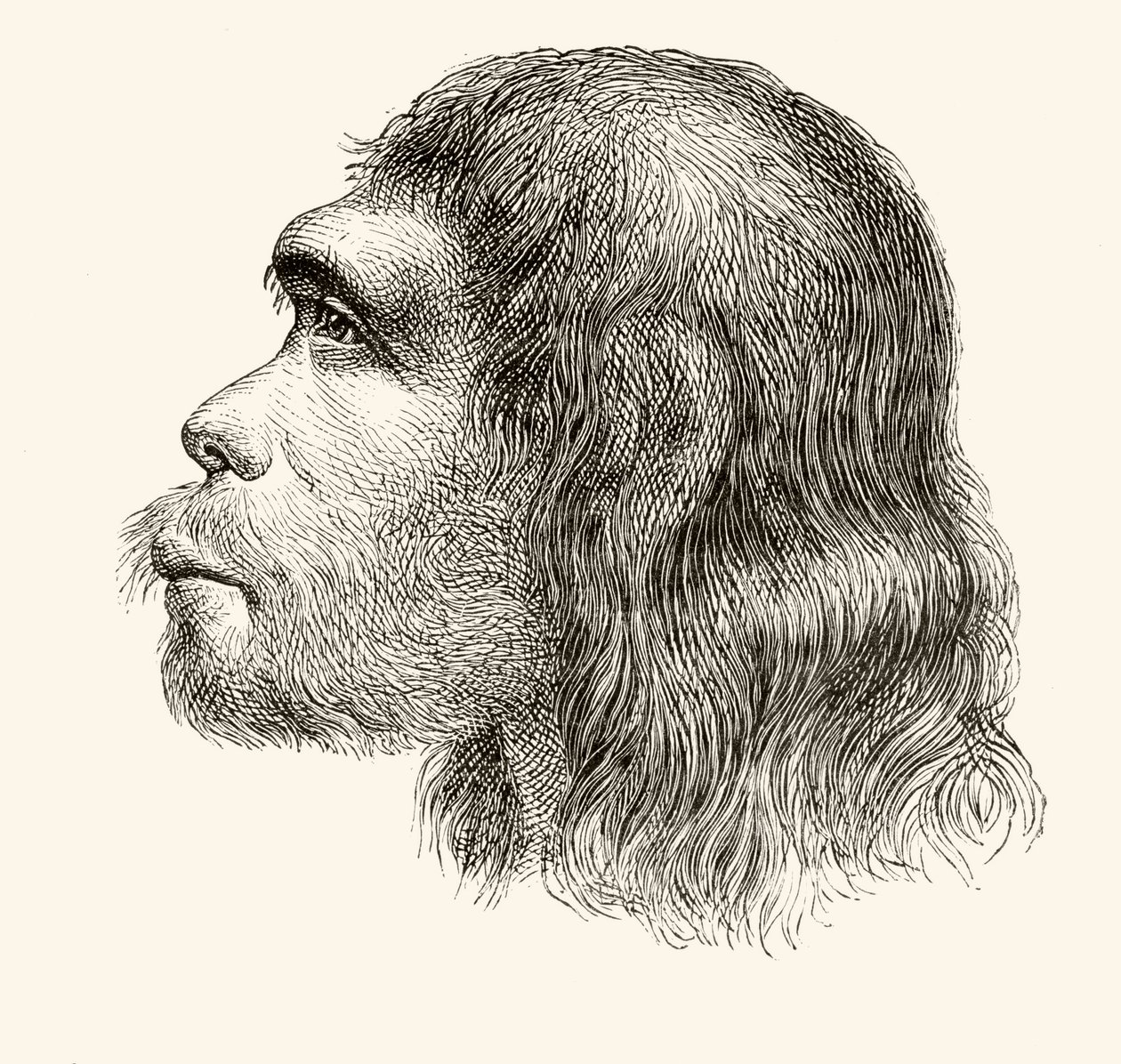 Egy neandervölgyi ember feje, a Nuestro Siglo-ból, Barcelona, 1883 alkotó: Spanish School