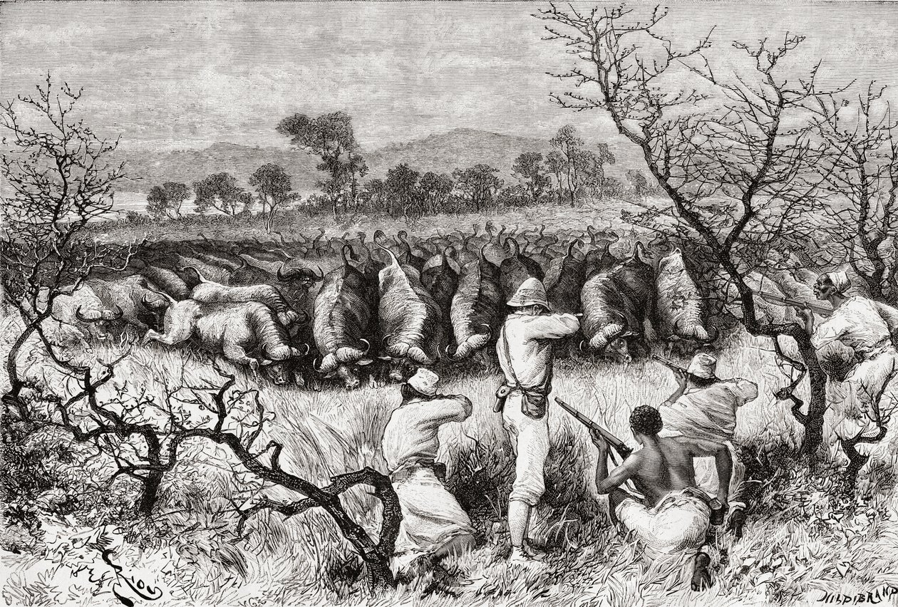 Bivalyvadászat Közép-Afrikában a 19. század végén, az „Africa Pintorescából”, 1888-ban alkotó: Spanish School