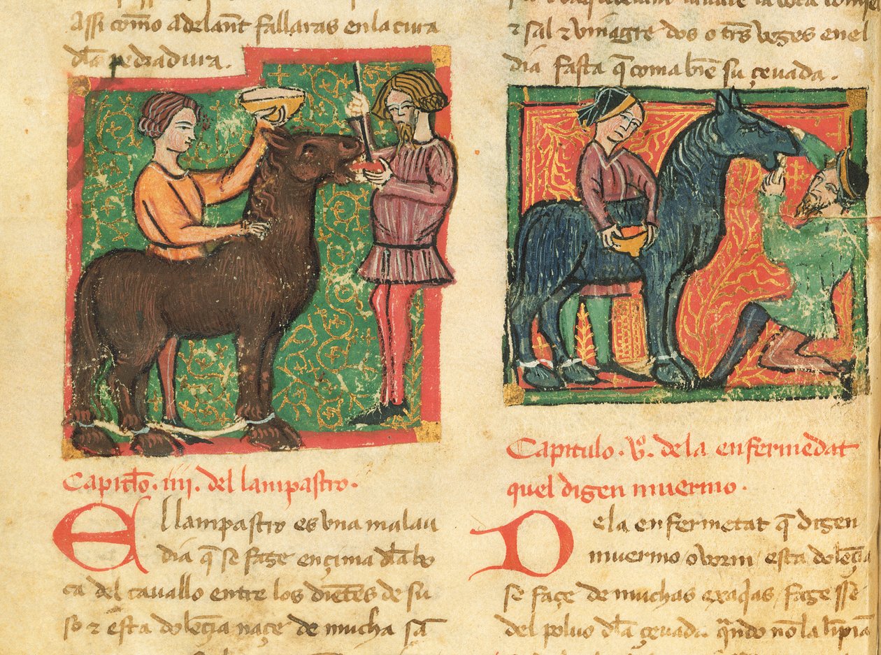 Ms 214 fol.26v Glossitis gyógyítása lóban, Libro de Menescalcia y Albeyteria, Juan Alvarez, 1390 körül alkotó: Spanish School
