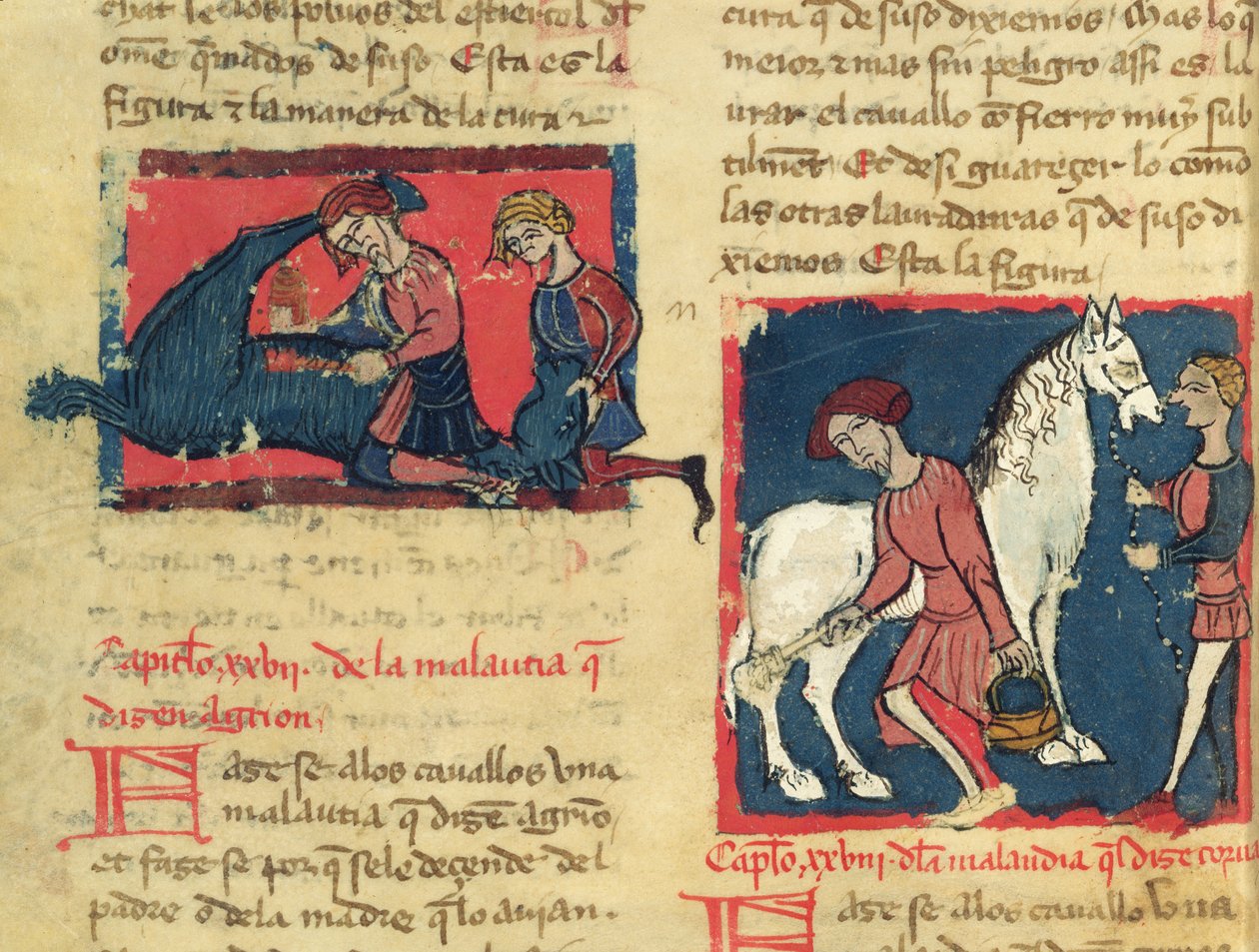 Ms 214 fol.38r Egy ló kezelése rühössel, Juan Alvarez Libro de Menescalcia y Albeyteriából, 1390 körül alkotó: Spanish School