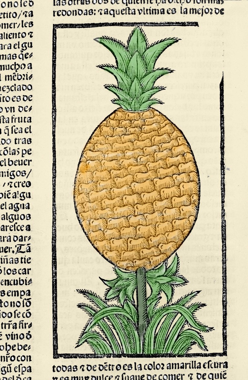 Ananász ábrázolása. Metszet Gonzalo Fernandez de Oviedo (Gonzalo) vagy Fernandez de, vagy Hernandez de Oviedo y Valdes (1478-1557) „Általános története Indiák, szigetek és az óceáni tenger szárazföldi része” című könyvéből alkotó: Spanish School