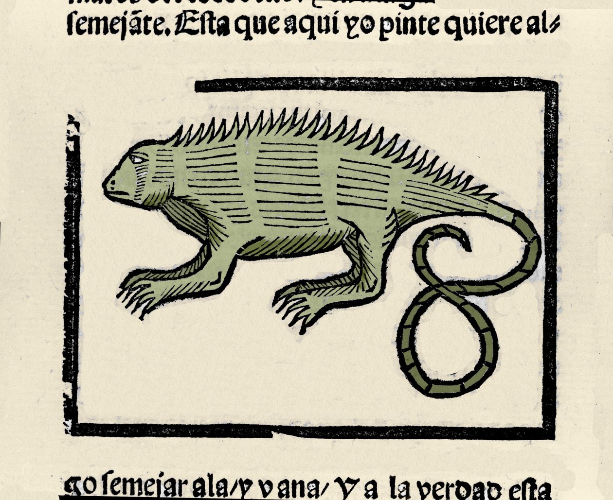 Leguán ábrázolása. Metszet Gonzalo Fernandez de Oviedo (Gonzalo) vagy Fernandez de, ou Hernandez de Oviedo y Valdes (1478-1557) „Általános története India, szigetek és az óceáni tenger szárazföldjének” című könyvéből alkotó: Spanish School