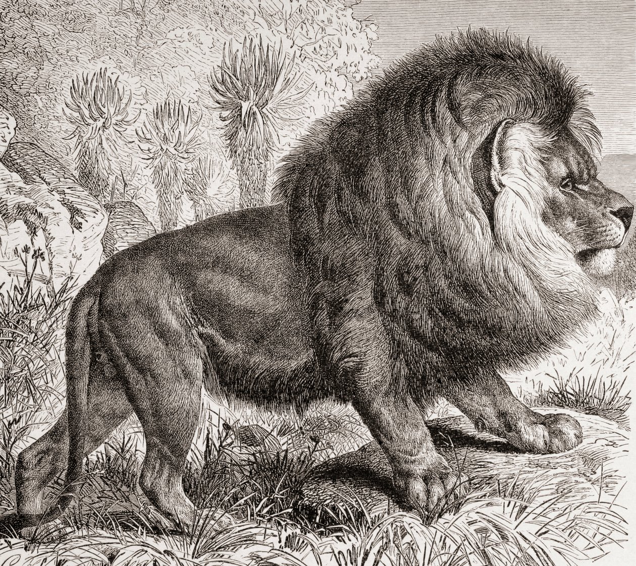 A ma már kihalt fokföldi oroszlán, a "La Vida de los Animales" kiad. 1885 körül (nyomtatás). alkotó: Spanish School