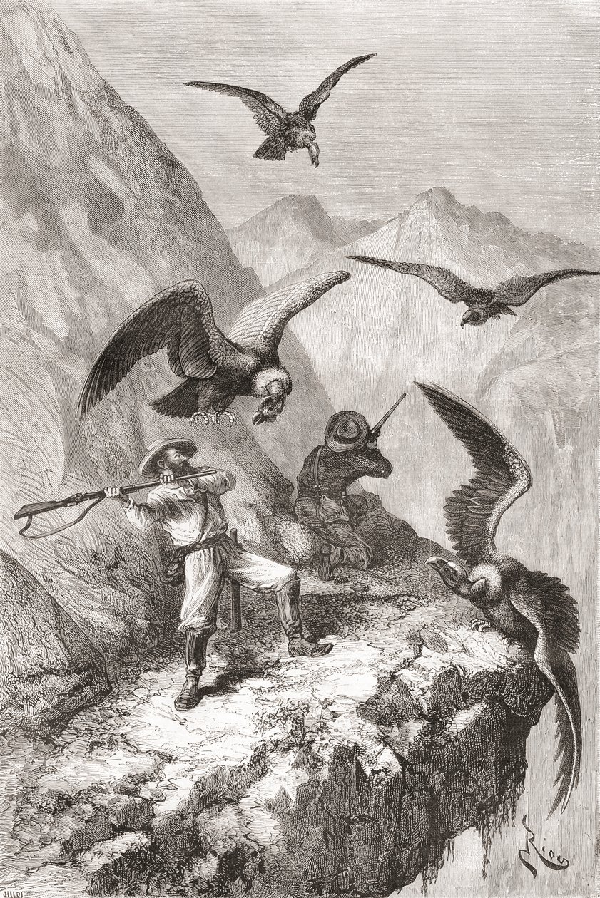 Édouard François Andrét és társát kondorok támadták meg Calacali (Pichincha tartomány, Ecuador) közelében az Andok lábánál 1875–76-ban folytatott botanikai expedíciója során. alkotó: Spanish School