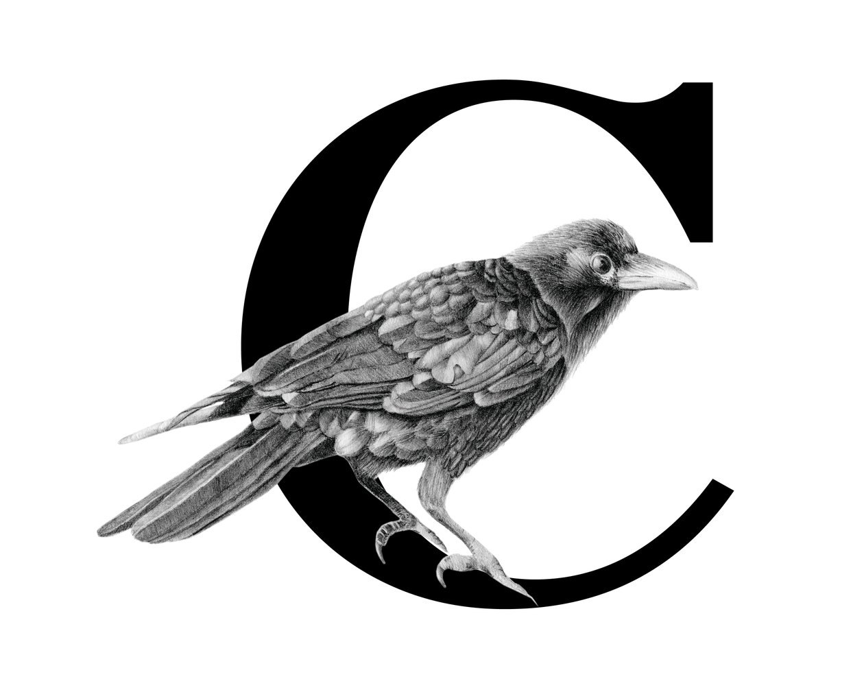C a Crow, 2018 (grafitceruza és digitális) alkotó: Stacy Hsu