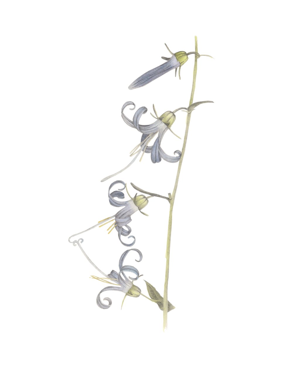 California Harebell, 2015 (grafitceruza és akvarell) alkotó: Stacy Hsu