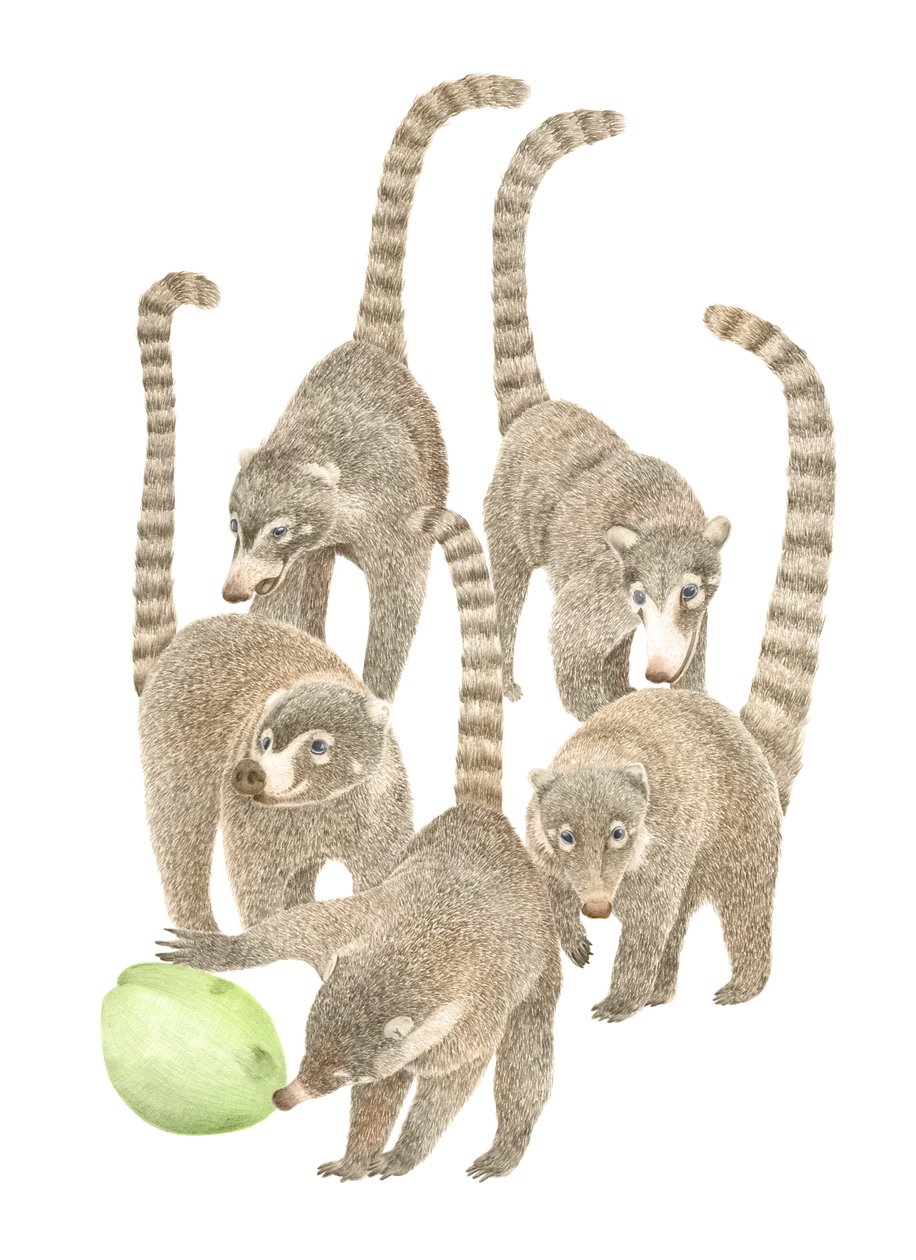 Costa Rica Coatis, 2019 (grafitceruza és digitális) alkotó: Stacy Hsu