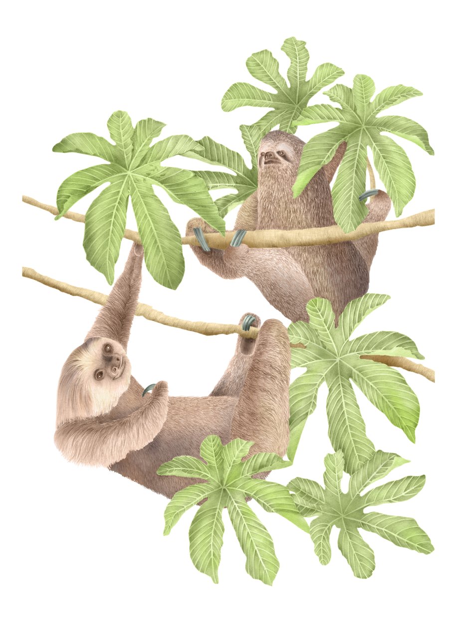 Costa Rica Sloths, 2019 (grafitceruza és digitális) alkotó: Stacy Hsu