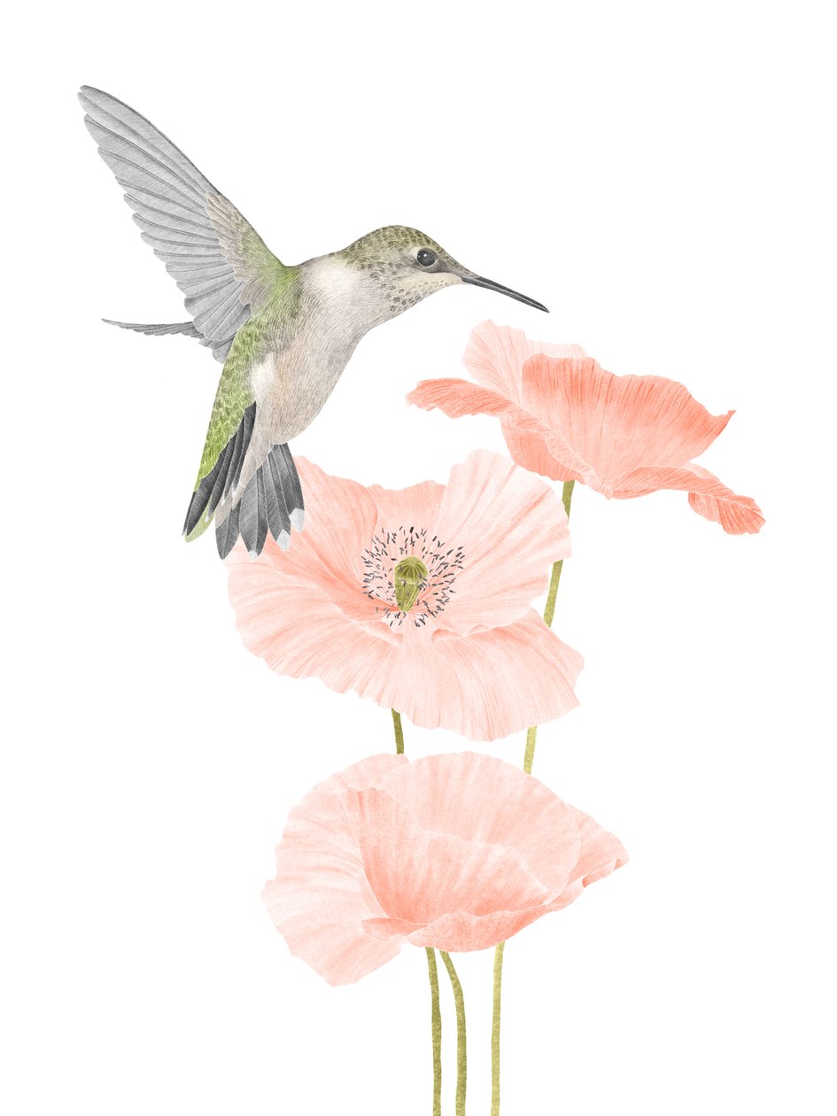 Kolibri kert, 2020 (grafitceruza és digitális) alkotó: Stacy Hsu